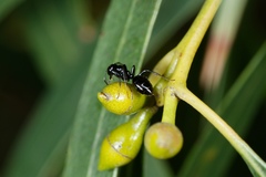 Colobopsis gasseri