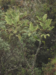 Oreopanax bogotensis