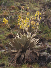 Espeletia grandiflora