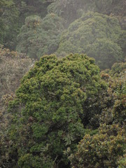 Prunus buxifolia