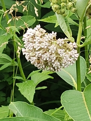 Apis mellifera