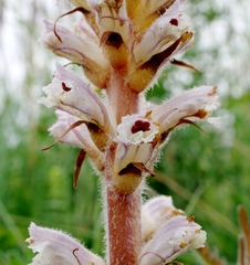 Orobanche picridis