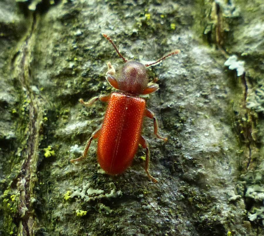 Blood-colored Checkered Beetle