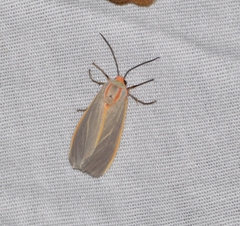 Pygarctia abdominalis