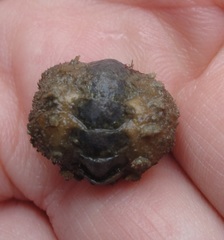 Acanthochitona fascicularis