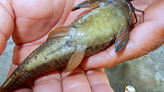 Armored Catfish photo 3