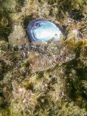 Helcogrammoides cunninghami