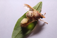 Goniops chrysocoma