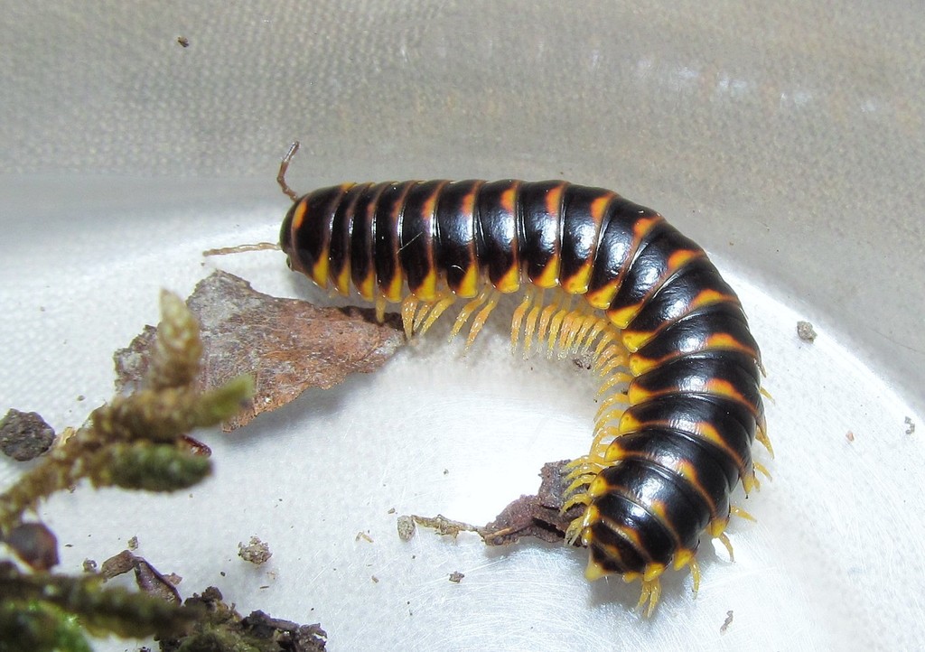 Rudiloria