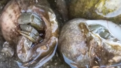 Pagurus granosimanus