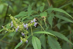 Megachile umbripennis