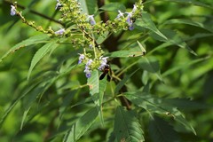 Megachile umbripennis