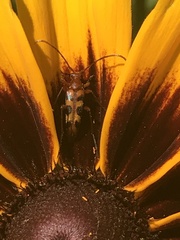 Strangalia sexnotata