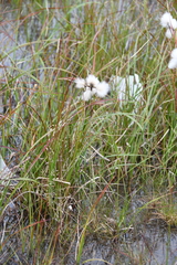 Eriophorum angustifolium