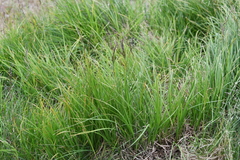 Carex aquatilis stans