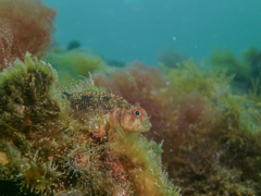 Helcogrammoides cunninghami