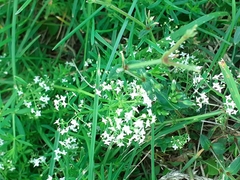 Galium mollugo