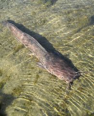 Catfish photo 5