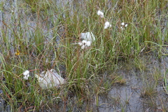 Eriophorum angustifolium