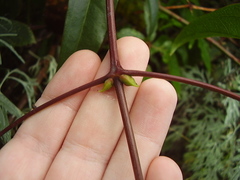 Clematis armandii