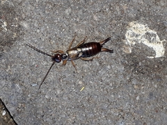 Forficula auricularia