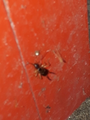 Forficula auricularia