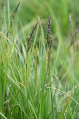 Carex aquatilis stans