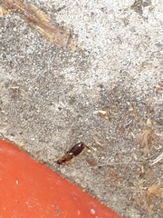 Forficula auricularia