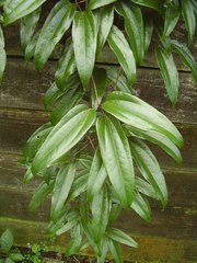 Clematis armandii