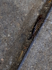 Forficula auricularia