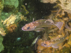 Sebastes oculatus