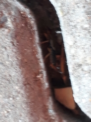 Forficula auricularia