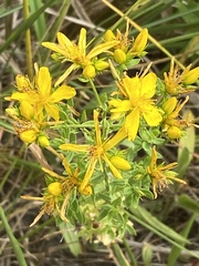 Hypericum perforatum perforatum