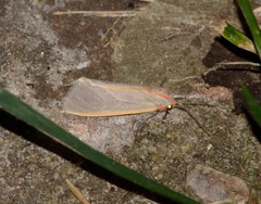 Pygarctia abdominalis
