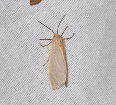 Pygarctia abdominalis