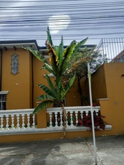 Ensete ventricosum