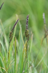 Carex aquatilis stans