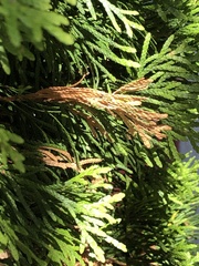 Pestalotiopsis funerea