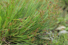 Juncus bulbosus