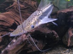 Shovel-Nosed Catfish photo 5