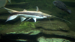 Shovel-Nosed Catfish photo 3
