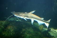 Shovel-Nosed Catfish photo 4
