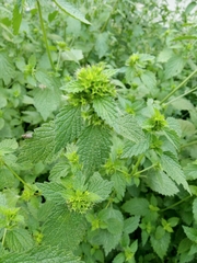 Ballota nigra