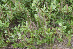 Salix saxatilis