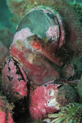 Helcogrammoides cunninghami