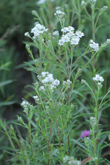 Achillea ptarmica