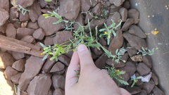 Senecio dubitabilis