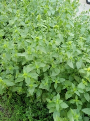 Ballota nigra