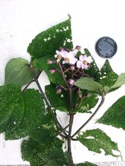 Miconia cornifera