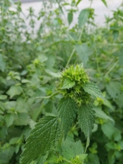 Ballota nigra